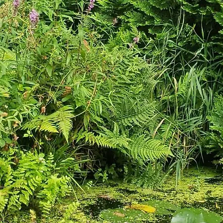 A La Petite Fontaine-plain Pied-maison Alsacienne Renovee Avec Passion-4 Pers-4nuitées Minimum * Langensoultzbach