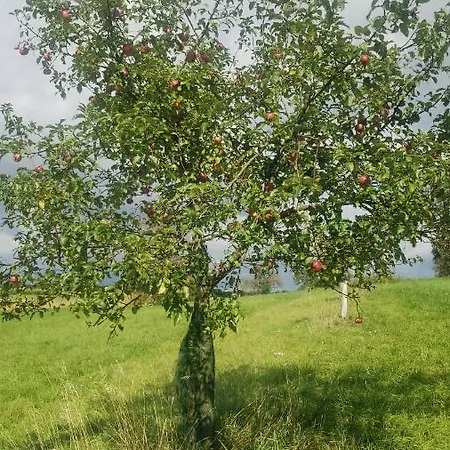 A La Petite Fontaine-plain Pied-maison Alsacienne Renovee Avec Passion-4 Pers-4nuitées Minimum Appartamento Langensoultzbach